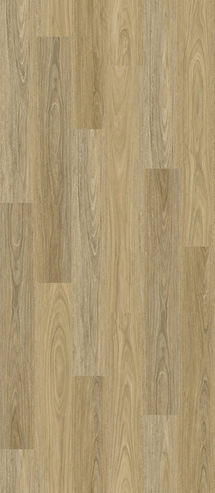 Illusions: NSW Spotted Gum